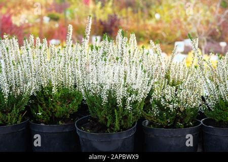 Negozio di giardino. Heather di colore bianco (Calluna vulgaris) in vasi neri offerti in vendita. Vivaio di piante e fiori per il giardinaggio. Foto Stock