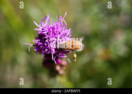 Macro primo piano di fiori rosa viola kobold (Liatris spicata) con vista dall'alto su sfondo sfocato. Impollinazione di ape isolata con polline Foto Stock