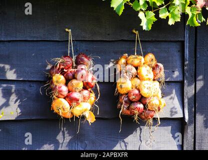 Primo piano di mazzetto isolato di cipolle appese al sole luminoso sulle pareti di legno della casa colonica - Olanda Foto Stock