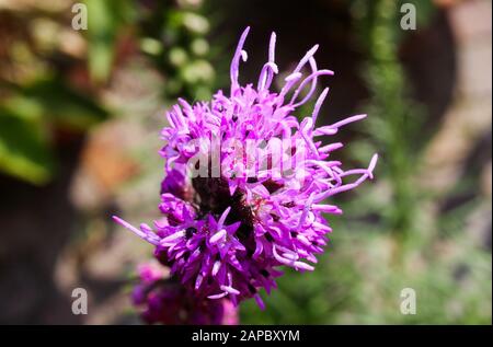 Macro primo piano di fiori rosa viola kobold (Liatris spicata) su sfondo sfocato Foto Stock