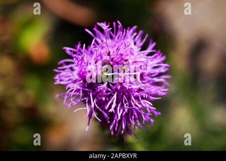 Macro primo piano di fiori rosa viola kobold (Liatris spicata) su sfondo sfocato Foto Stock