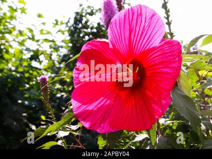 Vista su isolato rosso viola hibiscus fiore in luce del sole con sfocato sfondo verde foglie - Germania Foto Stock