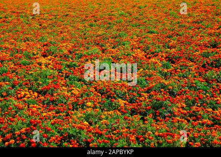 Vista su un campo infinito con innumerevoli fiori di marigold giallo e arancio (Tagetes erecta e patula) - Olanda, Limburgo tra Roermond e Venlo Foto Stock