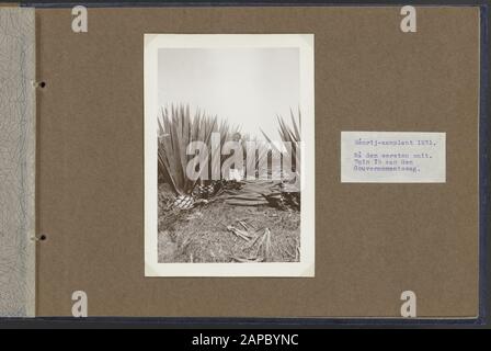 Photo Album Deli Maatschappij: The Malay Peninsula Descrizione: Collezione Photo Collection Deli Maatschappij, Photonnumber 844 35 Foto Stock