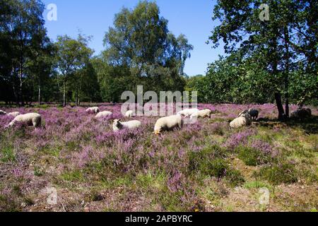 Vista sulla mandria di pecore al pascolo in glade di foresta olandese heathland con viola fioritura piante eriche erica (Ericaceae) - Venlo, Paesi Bassi, Groote H Foto Stock