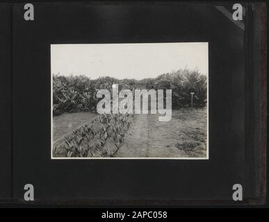 Album Fotografico Deli Maatschappij: Olio Palme Cultura Maatschappij T.i.o (1936-1938) Descrizione: Collezione Photocollection Deli Maatschappij, Numero Di Fotonzo 840 36 Data: 1936 Foto Stock