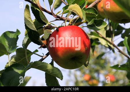 Primo piano di rosso e giallo brillante mele mature appese su un albero con foglie verdi - Viersen (Kempen), Germania Foto Stock