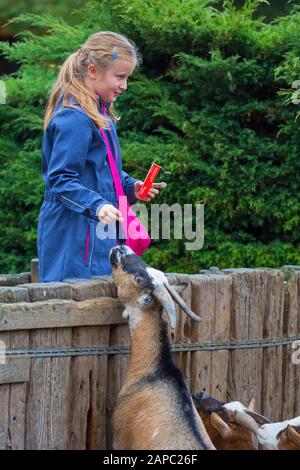 Giovane ragazza / bambino che alimenta capre di pygmy a mano in zoo di animali da compagnia / fattoria per bambini / fattoria di animali da compagnia Foto Stock