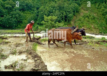 Bidur, Nepal - 13 luglio 2004: Contadino non identificato con aratro buoi preparare il campo per la coltivazione del riso Foto Stock