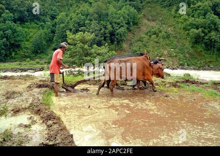 Bidur, Nepal - 13 luglio 2004: Contadino non identificato con aratro buoi preparare il campo per la coltivazione del riso Foto Stock