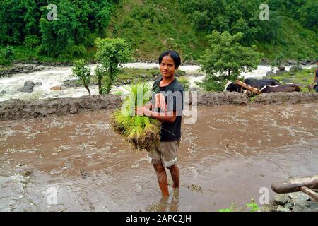 Bidur, Nepal - 13 luglio 2004: Giovane contadino non identificato con piante di riso per la coltivazione Foto Stock