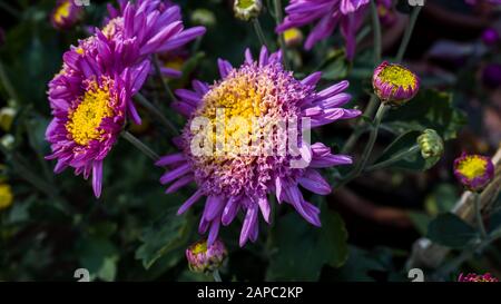 Bella pianta di pietra chiamata anche famiglia di piante di ghiaccio e fiori colorati Foto Stock