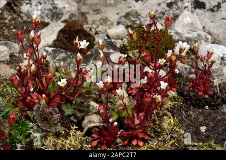 Saxifraga tridactylites (sassifrage di rue-Leaved) è nativo dell'Europa meridionale che cresce in habitat secchi come prateria di sabbia e pavimentazione di pietra calcarea. Foto Stock