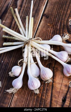 Bulbi di aglio viola appena raccolti che si asciugano sul legno in autunno. Alimentazione vegetariana. Verdure biologiche Foto Stock