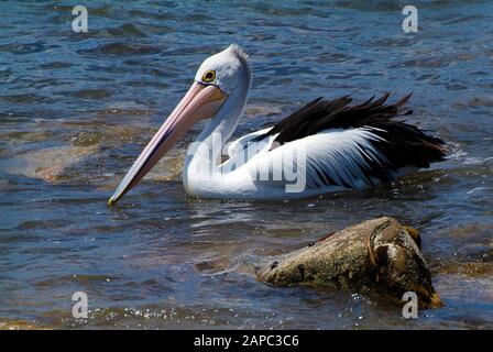 Pelican Australiano Su Kangaroo Island, Australia Meridionale Foto Stock