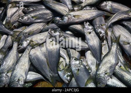 Immagine ravvicinata di pesce del mercato visualizzati in Istanbul, Turchia Foto Stock