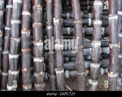 Mucchio di bastoncini di canna da zucchero Foto Stock