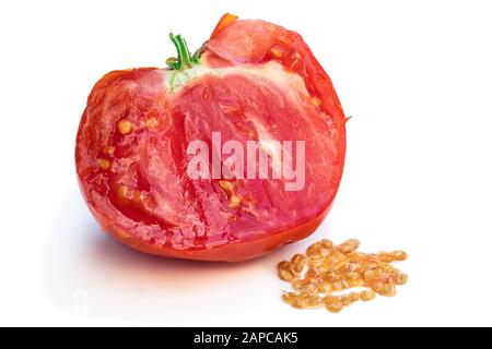 Il processo manuale di semi di pomodoro isolato di estrazione su bianco Foto Stock