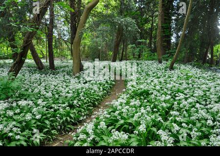 Ransoms,(Allium ursinum), conosciuto anche come aglio selvatico, buckrams, aglio a foglia larga e aglio legno che fioriscono sotto gli alberi in un piccolo legno nel cen Foto Stock