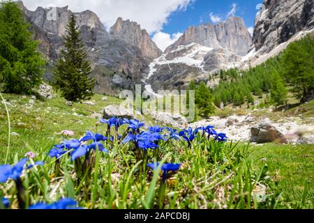 Gentile verna fiore di montagna sullo sfondo del massiccio della Marmolada. Dolomiti. Foto Stock