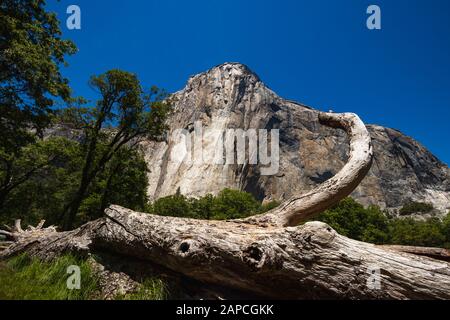 L'iconico El Capitan dal basso durante la soleggiata giornata estiva. Yosemite Valley si trova in California negli Stati Uniti Foto Stock