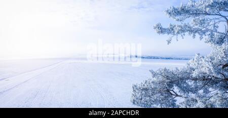 Pineta innevata sullo sfondo del campo invernale e cielo invernale blu Foto Stock