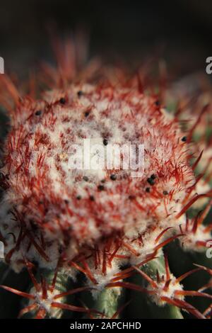 Cactus della testa dei Turchi, cactus del melone, cactus della capsula di Turk Foto Stock