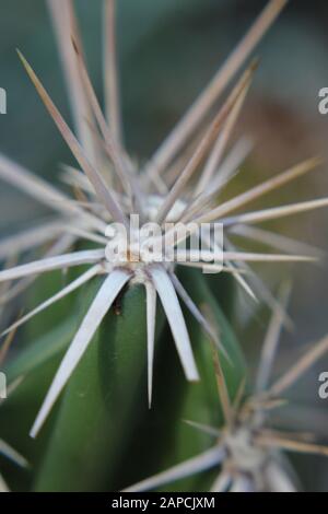 Corynopuntia invicta, Grusonia invicta, cactus della casa di ratto, Club Cholla, Devil Cholla, Dagger Cholla, Cavallo Crippler Foto Stock