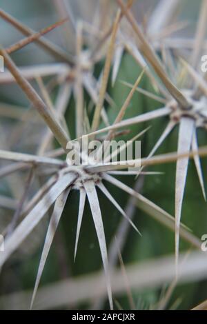 Corynopuntia invicta, Grusonia invicta, cactus della casa di ratto, Club Cholla, Devil Cholla, Dagger Cholla, Cavallo Crippler Foto Stock