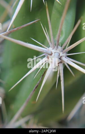 Corynopuntia invicta, Grusonia invicta, cactus della casa di ratto, Club Cholla, Devil Cholla, Dagger Cholla, Cavallo Crippler Foto Stock