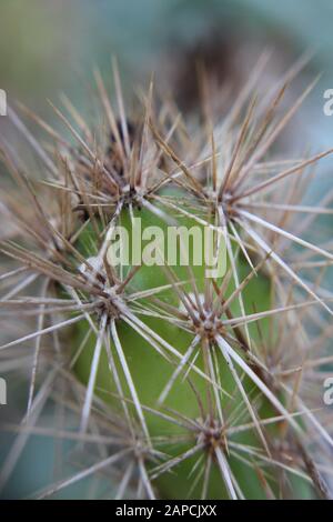 Corynopuntia invicta, Grusonia invicta, cactus della casa di ratto, Club Cholla, Devil Cholla, Dagger Cholla, Cavallo Crippler Foto Stock