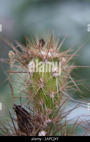 Corynopuntia invicta, Grusonia invicta, cactus della casa di ratto, Club Cholla, Devil Cholla, Dagger Cholla, Cavallo Crippler Foto Stock