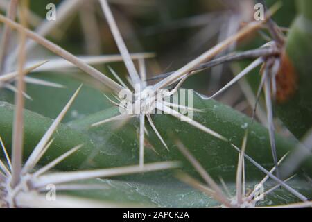 Corynopuntia invicta, Grusonia invicta, cactus della casa di ratto, Club Cholla, Devil Cholla, Dagger Cholla, Cavallo Crippler Foto Stock