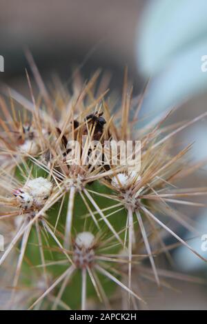 Corynopuntia invicta, Grusonia invicta, cactus della casa di ratto, Club Cholla, Devil Cholla, Dagger Cholla, Cavallo Crippler Foto Stock