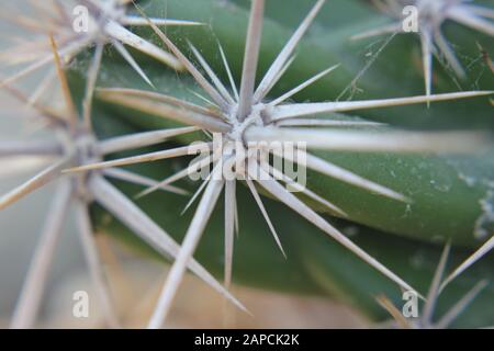Corynopuntia invicta, Grusonia invicta, cactus della casa di ratto, Club Cholla, Devil Cholla, Dagger Cholla, Cavallo Crippler Foto Stock