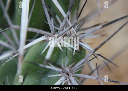 Corynopuntia invicta, Grusonia invicta, cactus della casa di ratto, Club Cholla, Devil Cholla, Dagger Cholla, Cavallo Crippler Foto Stock