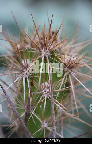 Corynopuntia invicta, Grusonia invicta, cactus della casa di ratto, Club Cholla, Devil Cholla, Dagger Cholla, Cavallo Crippler Foto Stock