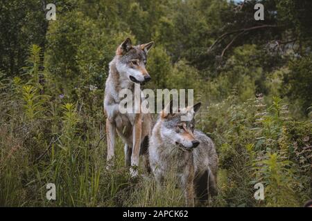 Due lupi che si trovano nella foresta Foto Stock