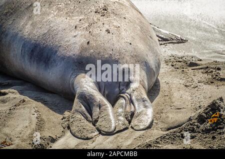 Primo piano delle pinne posteriori di un Sigillo dell'Elefante del Nord (Mirounga angustirostris) a Piedras Blancas, San Simeon, CA. Foto Stock