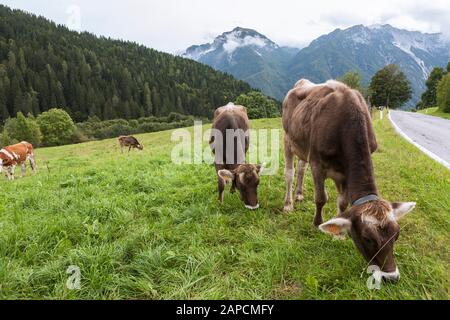 Mucche al pascolo nelle Dolomiti: Villa Sant'Andrea, provincia di Belluno, Veneto, Italia Foto Stock