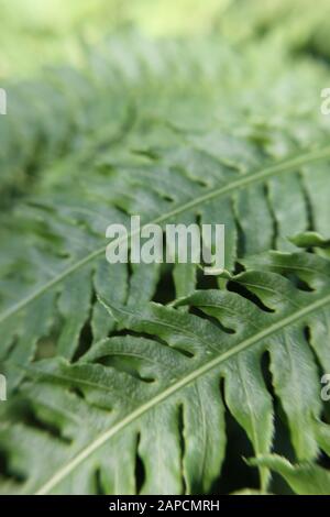 Bella Signora d'Argento Fern verde felce in giardino, Blechnum gibbum Foto Stock