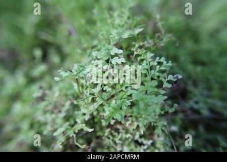 Bella verde cotone Candy Fern piano fern crescente nel giardino Foto Stock