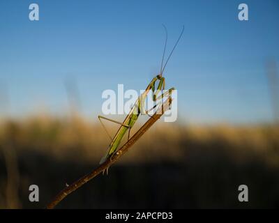 Mantis argentina (Coppetteryx argentina) su un bastone, Sierra de la Ventana, Buenos Aires, Argentina Foto Stock