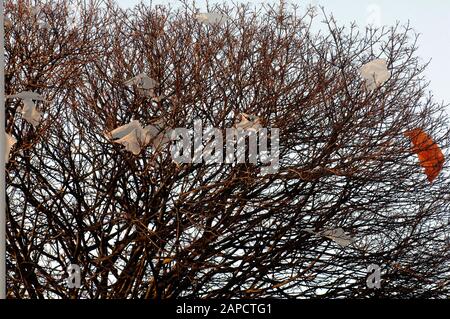 Sacchetti di plastica litterati catturati in un albero d in un supermercato Sainbury a Uxbridge nel 2008 in mezzo a campagne per ridurre la fornitura gratuita di borse usa e getta emesse dai supermercati. Foto Stock