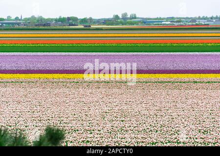 Tulipani multicolore campi in Olanda Foto Stock