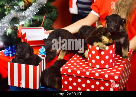 Cuccioli in scatole regalo. Le doggies osservano fuori delle scatole striate e macchiate di Natale sullo sfondo rosso. Animale domestico per famiglia per il concetto di Natale. PET come xmas presente vicino abete. Foto Stock