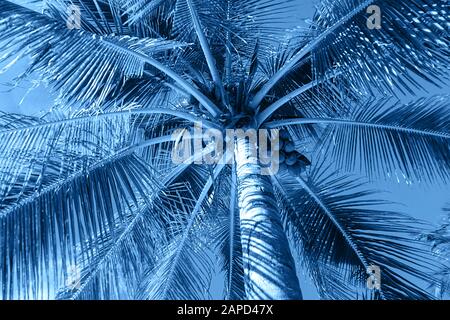 Palme da cocco su sfondo colorato classico blu. Concetto di natura. Colore blu classico dell'iscrizione anno 2020. Africa, isola di Zanzibar. Foto Stock