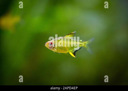 Tetra di limone (Hyphessobrycon pulchripinnis) isolato in una vasca di pesce Foto Stock