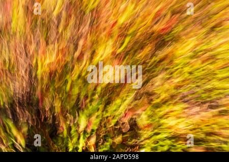 Riassunto di un albero di primavera in fiore. Effetto In-Camera. Foto Stock