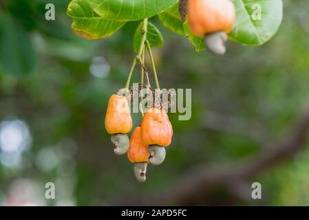 Noci di cashew mature (anacardio occidentale) crescono su un ramo di albero nel giardino Foto Stock